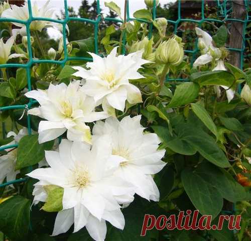 ПЯТЬ ПОДСКАЗОК ПО ВЫРАЩИВАНИЮ КЛЕМАТИСА