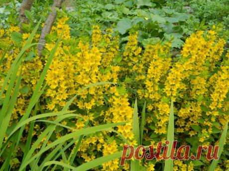 Вербейник точечный в моем саду | Самоцветик