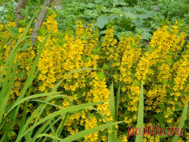 Вербейник точечный в моем саду | Самоцветик