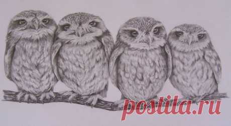 Roy Mangersnes - Photos of The Owl Pages