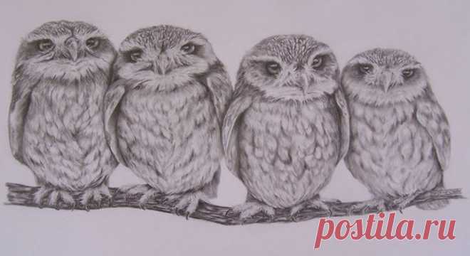 Roy Mangersnes - Photos of The Owl Pages