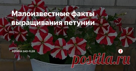 Малоизвестные факты выращивания петунии Петуния - многолетнее растение, выращиваемое как летник. Если осенью вы выкопаете куст петунии из сада и посадите в горшок, который поставите на хорошо освещаемое место в квартире, то петуния будет продолжать цвести еще очень долго. А после цветения обеспечьте растению хороший уход и уже весной петунию можно будет высадить в сад.
Петуния светолюбива, но слабое затенение переносит. Зацветают петуни