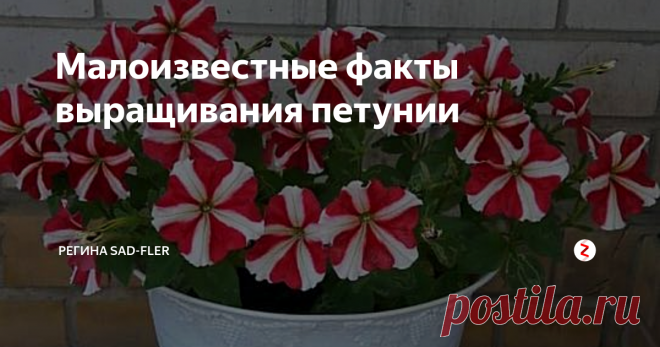 Малоизвестные факты выращивания петунии Петуния - многолетнее растение, выращиваемое как летник. Если осенью вы выкопаете куст петунии из сада и посадите в горшок, который поставите на хорошо освещаемое место в квартире, то петуния будет продолжать цвести еще очень долго. А после цветения обеспечьте растению хороший уход и уже весной петунию можно будет высадить в сад.
Петуния светолюбива, но слабое затенение переносит. Зацветают петуни