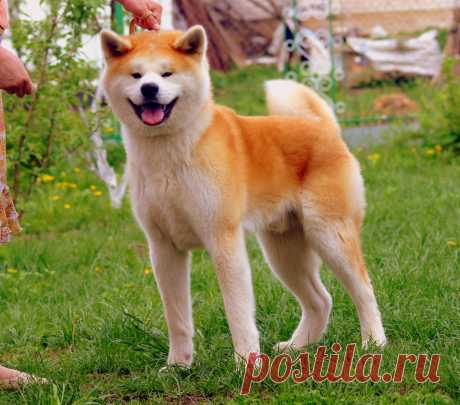 Кобель Акита Ину  GEN GO MIYAGI TAKATORISOU