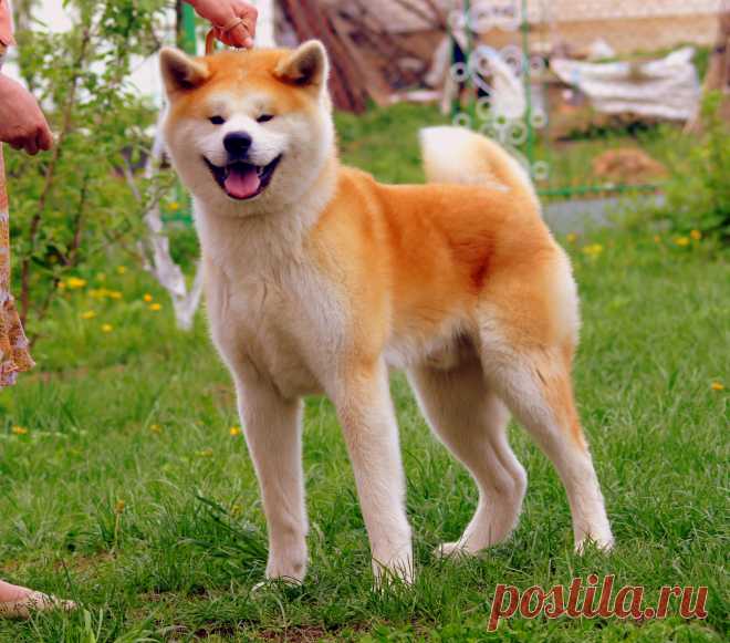 Кобель Акита Ину  GEN GO MIYAGI TAKATORISOU
