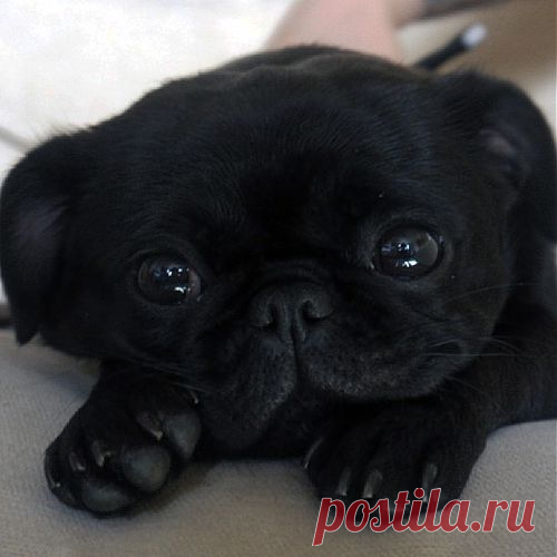 Bah Humpug!, oh-hey-pugs: This is my princess, Manchee, on...