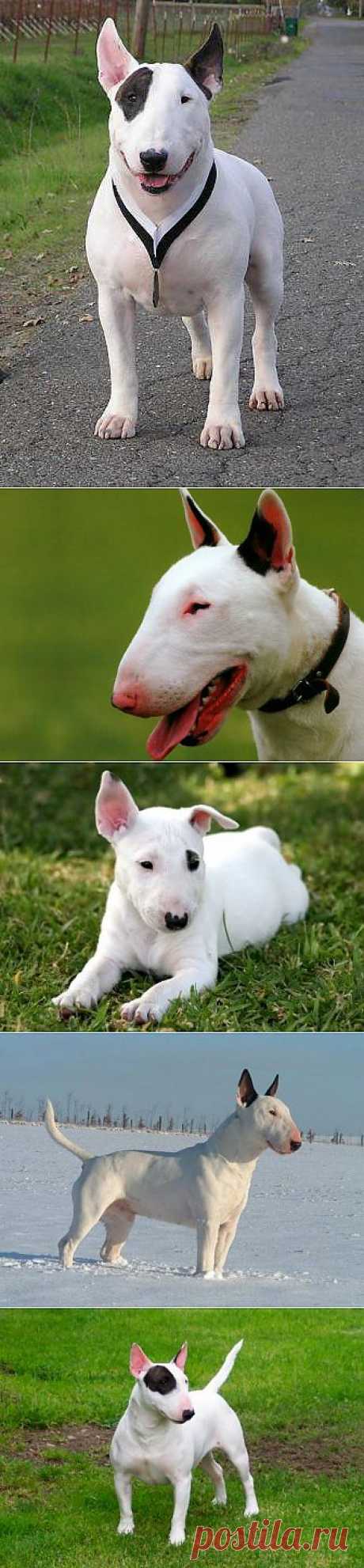 Бультерьер - фото, описание породы, стандарты, щенки | Animal.ru