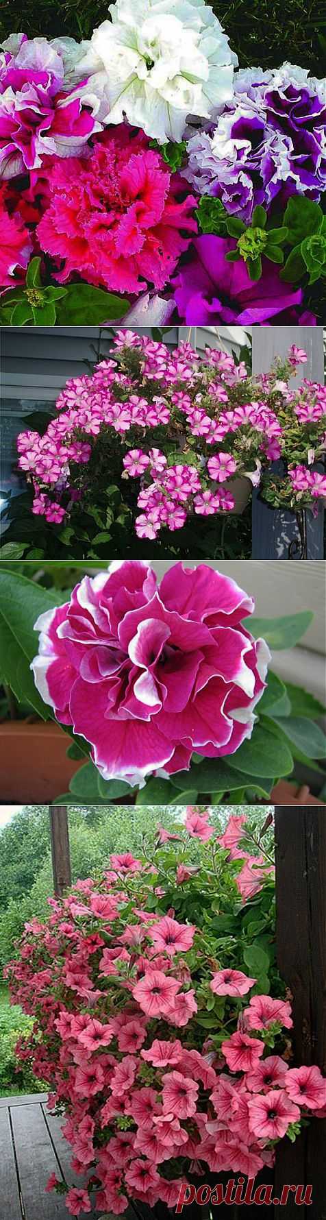 СЕКРЕТЫ КРАСИВОЙ ПЕТУНИИ | Самоцветик