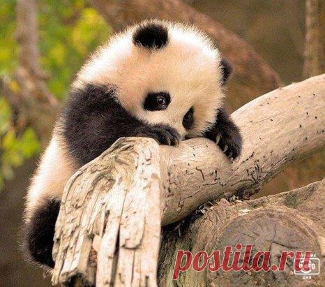 Маленькая панда очень стесняется