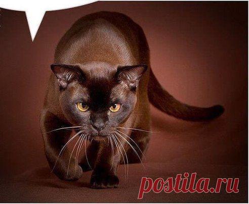 Всегда найдется кто-то, кому не нравится то, что ты делаешь. Это нормально. Всем подряд нравятся только котята. 

@ Отто фон Бисмарк