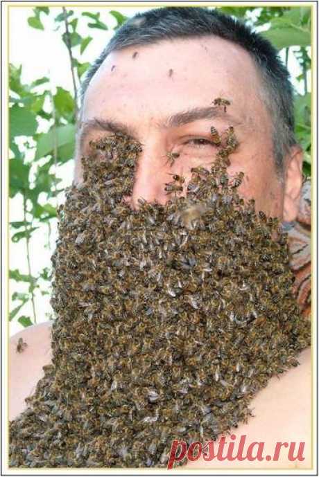 Пчеловодство - подборка литературы (255 штук) JPG, PDF, RTF, TXT, DOC Подборка книг и журналов по пчеловодству: содержание и разведение, болезни и вредители пчел, апи-терапия, продукты пчеловодства, медовая кулинария.Список книг по пчеловодству:Еськов Е.К. - Зимовка пчелиных семей (1992)\Кашковский В.Г. - Технология ухода за пчелами (1984)\Кривцов, Лебедев,