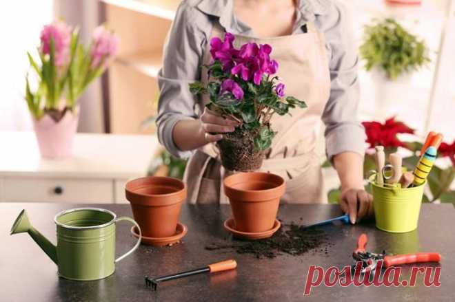 7 удобрений для комнатных растений, о которых вы не знали Многие представители комнатной флоры украшают интерьер, очищают воздух, поглощают вредные примеси, выделяют эфирные масла и фитонциды. Здоровые, красивые и пышно цветущие растения сложно вырастить без...