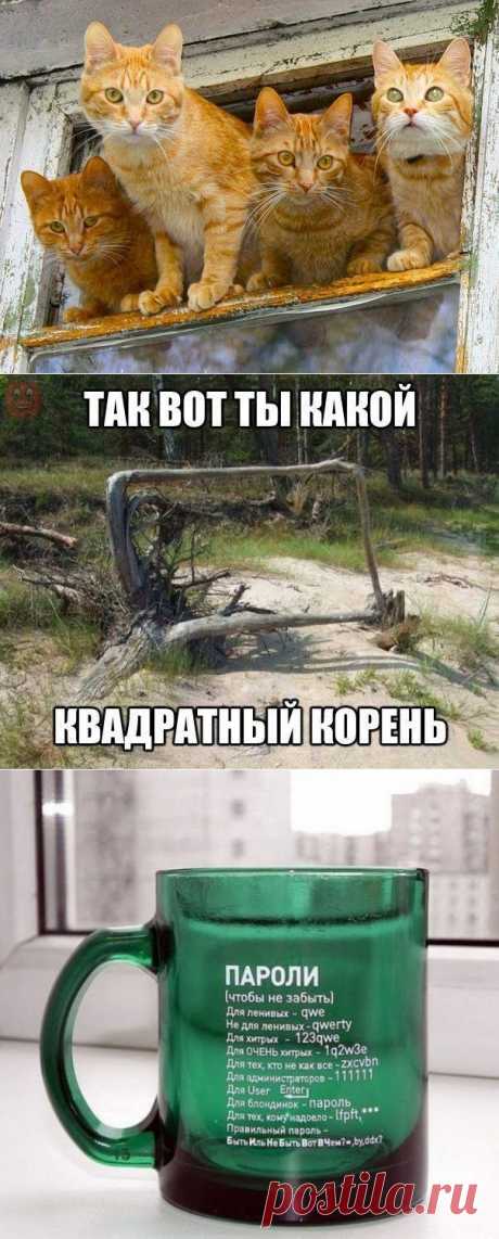 Тут каждый найдет чему улыбнуться