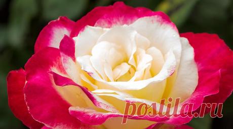 12 лучших двухцветных сортов роз для вашего сада на Supersadovnik.ru