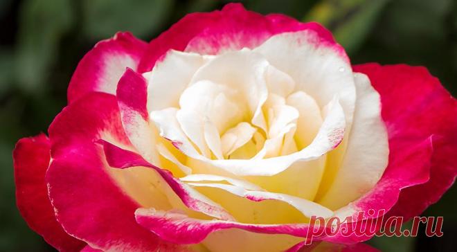 12 лучших двухцветных сортов роз для вашего сада на Supersadovnik.ru