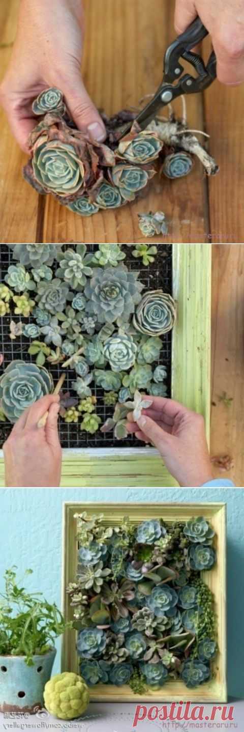 Вертикальный сад на балконе, в комнате, на кухне… | Своими руками