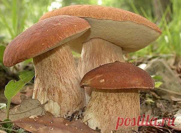 Моя дача