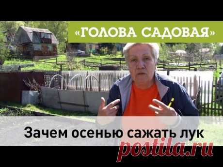 Голова садовая - Зачем осенью сажать лук
