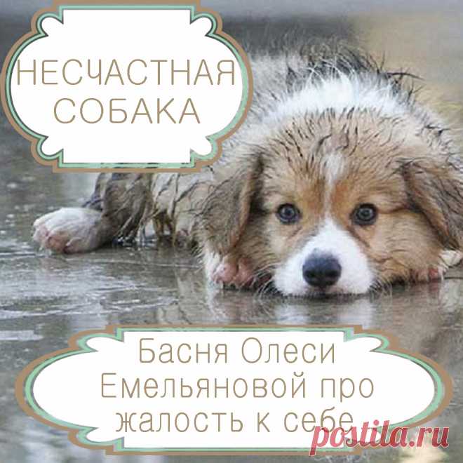 Несчастная собака – басня в стихах Олеси Емельяновой про жалость к себе.
Казалось бы, все хотят быть счастливыми, но есть такие люди, которые нарочно обрекают себя на страдания, подобно героине этой басни в стихах. Сочувствовать им и пытаться помочь – пустая трата времени.