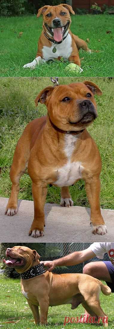 Стаффордширский бультерьер - фото, описание породы, стандарты, щенки | Animal.ru