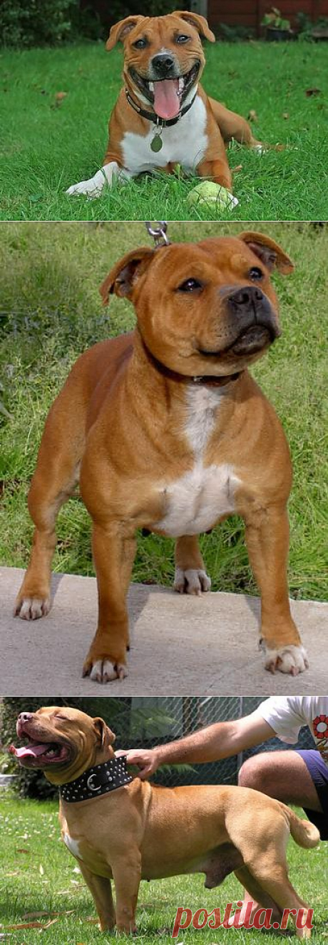 Стаффордширский бультерьер - фото, описание породы, стандарты, щенки | Animal.ru