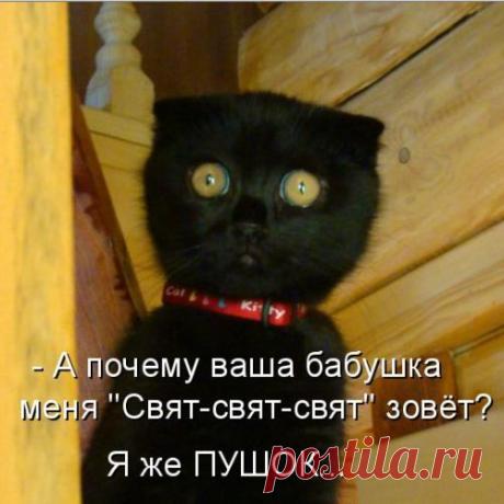 Очень добрый папа-кот