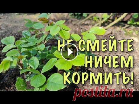 НЕ СМЕЙТЕ НИЧЕМ КОРМИТЬ! Уход за РОЗАМИ ПЕРВОГО ГОДА ПОСАДКИ. Как улучшить РОСТ и РАЗВИТИЕ Как правильно ухаживать за молодыми розами первого года посадки. Такие розы ещё очень слабенькие, у них плохо развита корневая система, они сильнее по...