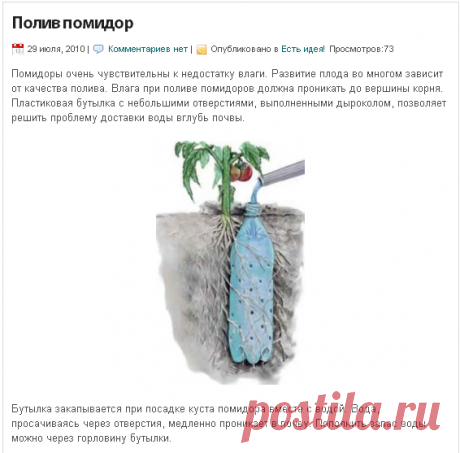 огород,полив помидор.