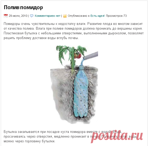 огород,полив помидор.