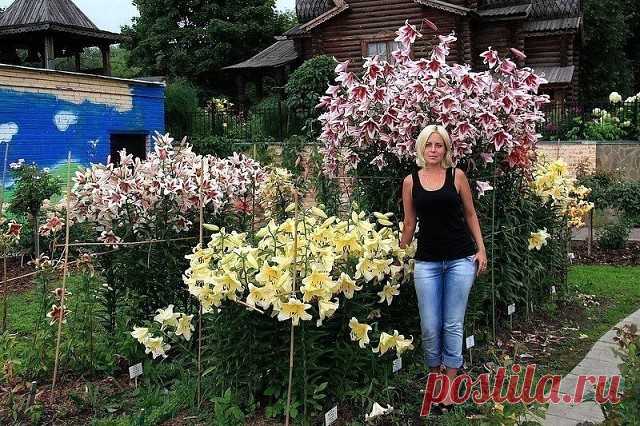 (31) Одноклассники
