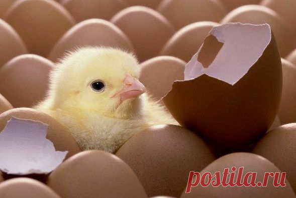«Выйди из своей зоны комфорта. Ты можешь расти только, если ты готов чувствовать неловкость и неудобство, когда пытаешься сделать что-то новое.» Брайан Трейси
«Move out of your comfort zone. You can only grow if you are willing to feel awkward and uncomfortable when you try something new.» Brian Tracy