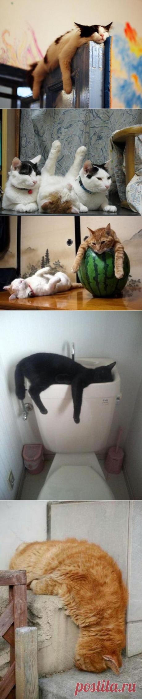 Спящие котейки.