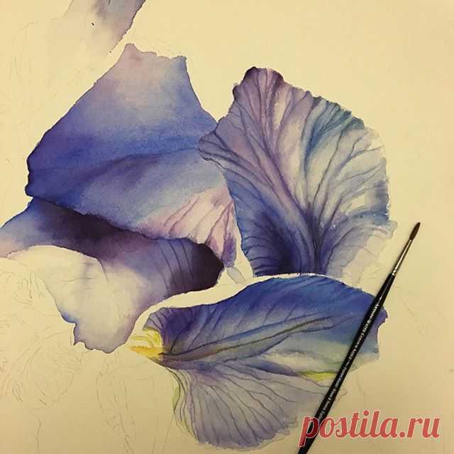New #watercolor in progress
.
#watercolorflowers #blue #iris#blueiris #artgallery #finesrt#artstudio #watercolour #realistic #artoftheday #picoftheday #artsy#handpainted  by #me #beauty# #aquarelle #acuarela #flowers#painting #workinprogress #happysaturday