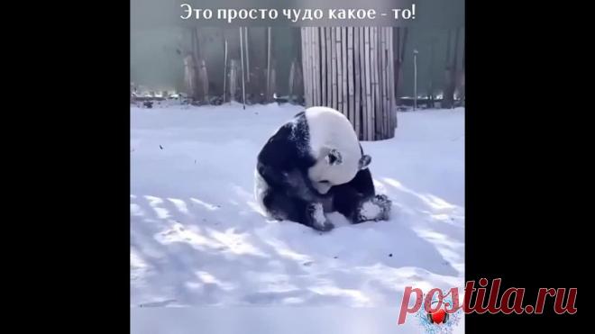 До чего же хорош мишка панда!