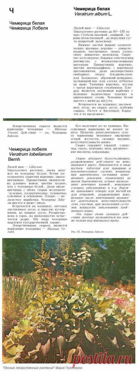 Чемерица белая. Чемерица Лобеля