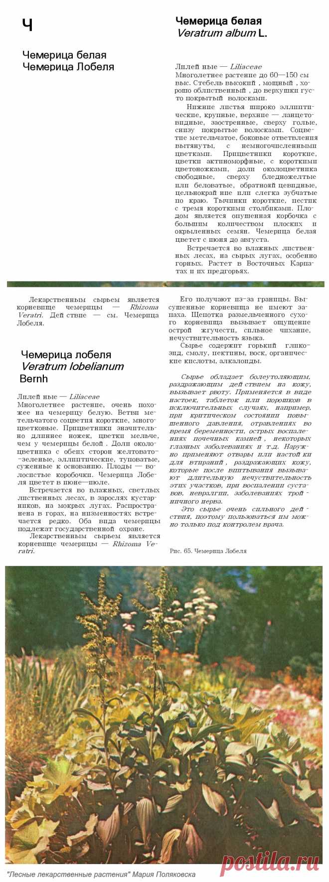 Чемерица белая. Чемерица Лобеля