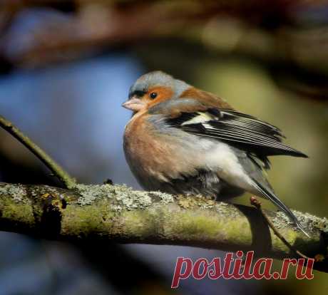 Chaffinch | GillK2012 | Flickr