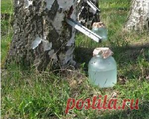 Березовый сок - польза