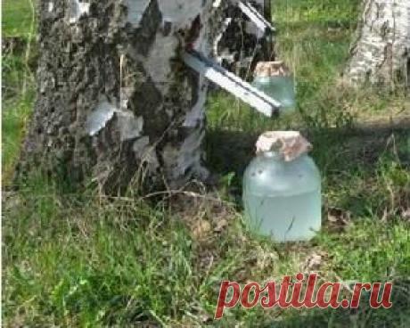 Березовый сок - польза