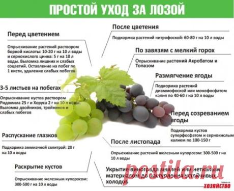 Простой уход за виноградной лозой