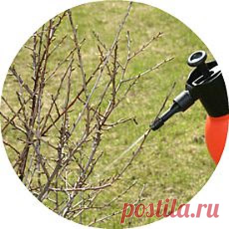 Удобрение сада весной - как удобрять деревья и кустарники, чтобы получить богатый урожай! - fybcbvjdyf@mail.ru - Почта Mail.Ru