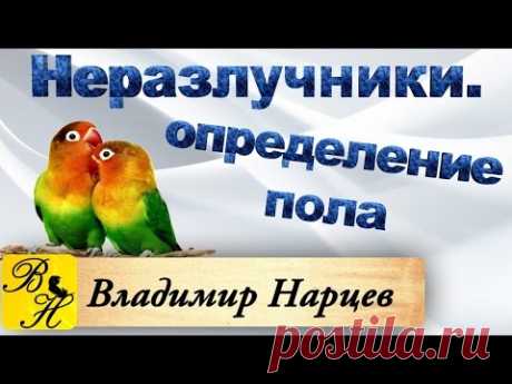 Неразлучники. Определение пола. Содержание, разведение.