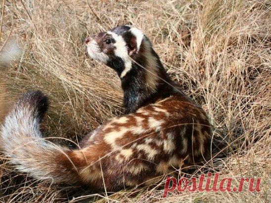 Няшности вам в ленту)) 
В ДНР в лесном заказнике поселился очень редкий зверёк. 