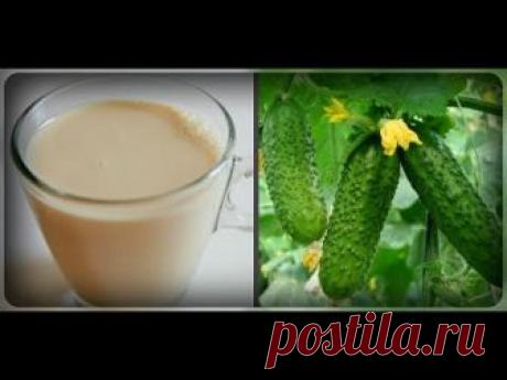 Подкормка огурцов молоком с йодом