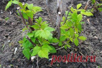 Как рассадить малину летом правильно: инструкция по укоренению зелёных черенков