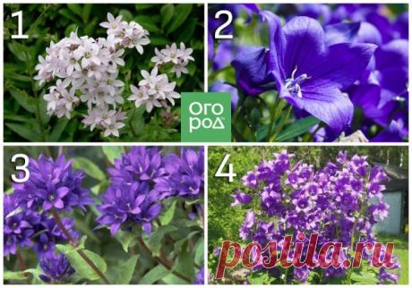 Какие цветы нельзя сажать рядом – 1 – колокольчик молочноцветковый; 2 –колокольчик персиколистный; 3 – колокольчик скученный; 4 – колокольчик широколистный

Самосев – одна из наиболее частых причин, по которым декоративные растения превращаются в злостных вредителей. Одно дело, когда созревшие семена опадают и прорастают там, где это изначально планировалось, и совсем другое – когда это происходит бесконтрольно.