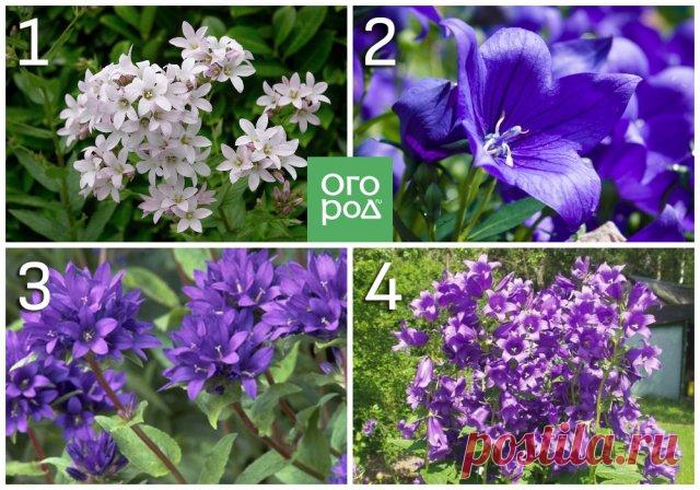 Какие цветы нельзя сажать рядом – 1 – колокольчик молочноцветковый; 2 –колокольчик персиколистный; 3 – колокольчик скученный; 4 – колокольчик широколистный

Самосев – одна из наиболее частых причин, по которым декоративные растения превращаются в злостных вредителей. Одно дело, когда созревшие семена опадают и прорастают там, где это изначально планировалось, и совсем другое – когда это происходит бесконтрольно.