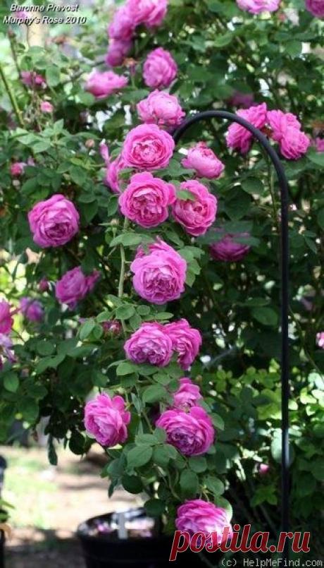 Baronne Prevost (Hybrid Perpetual) | Pinterest: инструмент для поиска и хранения интересных идей