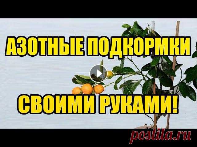 Натуральные удобрения подкормки для всех растений в домашних условиях  Азотные подкормки Натуральные Природные удобрения подкормки для всех растений в домашних условиях Азотные подкормки. я предлагаю сделать азотные подкормки для комнатных...
