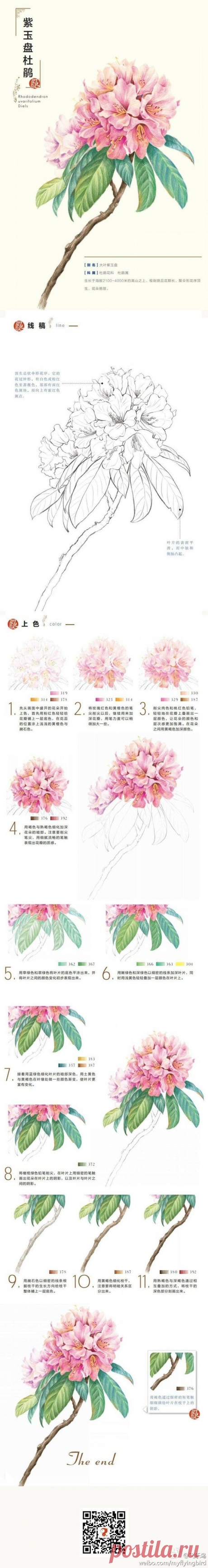 彩铅 水彩 步骤 教程 花@没有不高兴的没头脑采集到我们一起来画画吧~(370图)_花瓣